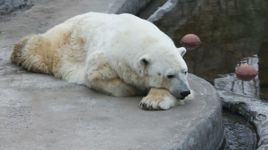 Причину выживания белых медведей в Арктике нашли в генах