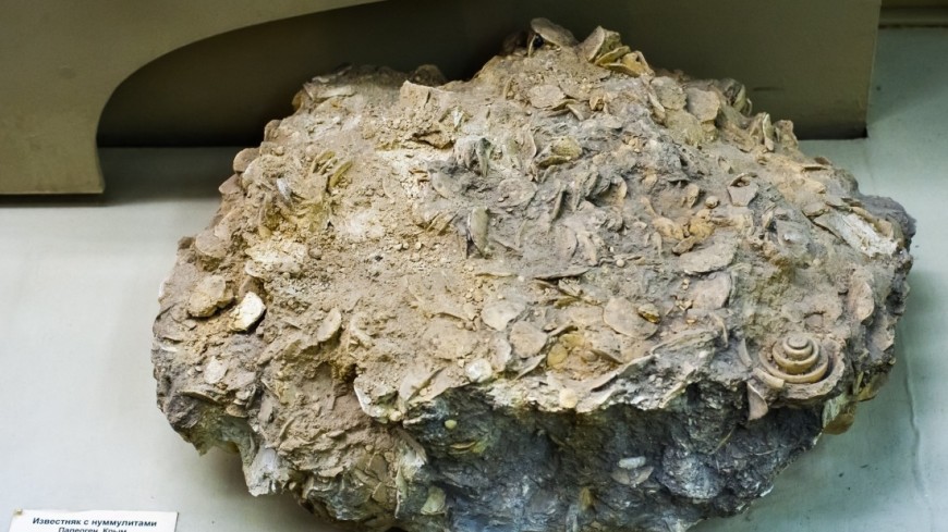 В Беларуси шахтеры обнаружили окаменелые останки ракоскорпиона