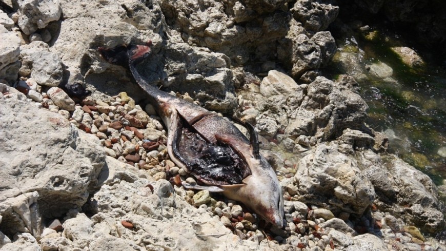 Фото: Мария Чегляева, "«Мир 24»":http://mir24.tv/, экология, мертвый дельфин