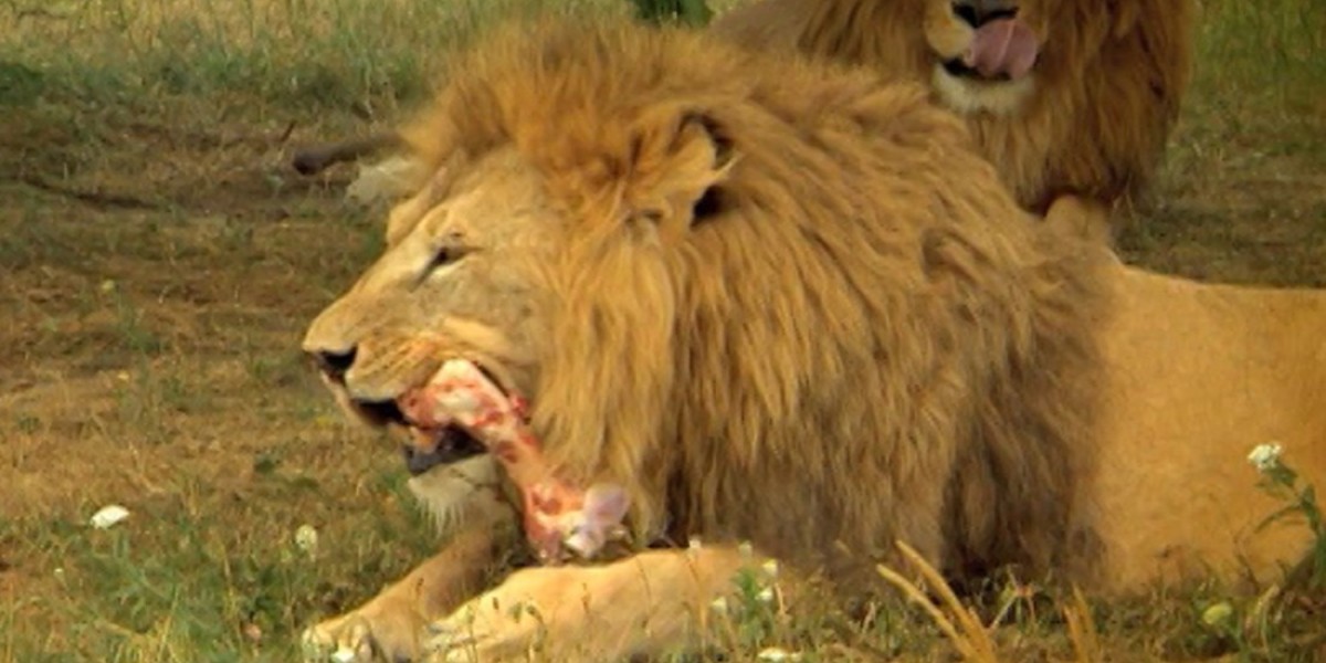 Нападение львов. Сафари Лев набрасывается. Лев в парке Серенгети.