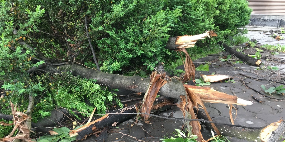 Буря во владикавказе. Деревья во Владикавказе. Фото деревьев во Владикавказе. Дерево нея.