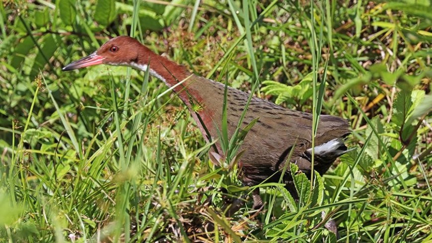 На Сейшелах возродился вид птиц, вымерших 130 тысяч лет назад