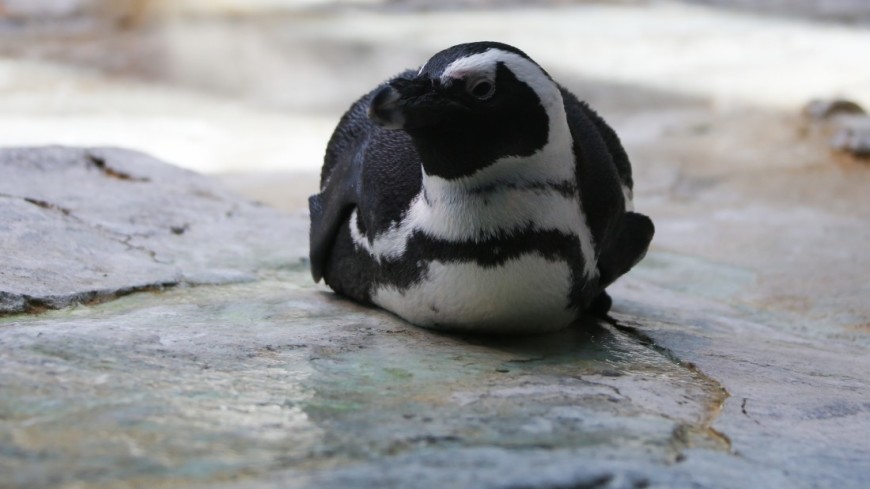 Ученые выяснили, что пингвины недоедают из-за рыболовства