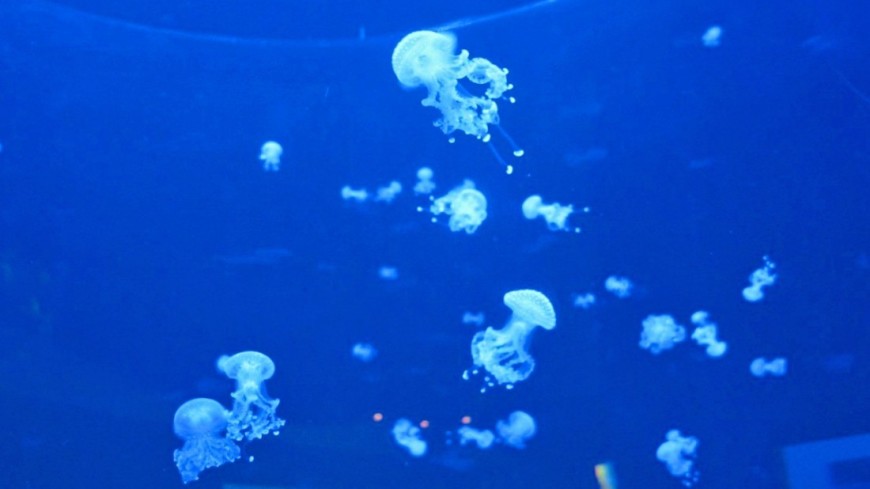 Найдено противоядие от одной из самой опасной медузы на планете