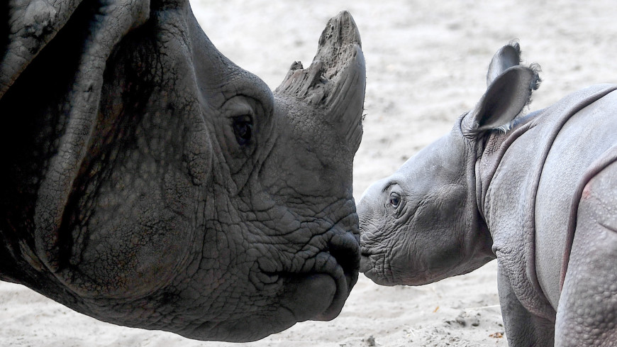Экзотическое пополнение: редкий носорог родился в зоопарке Майами