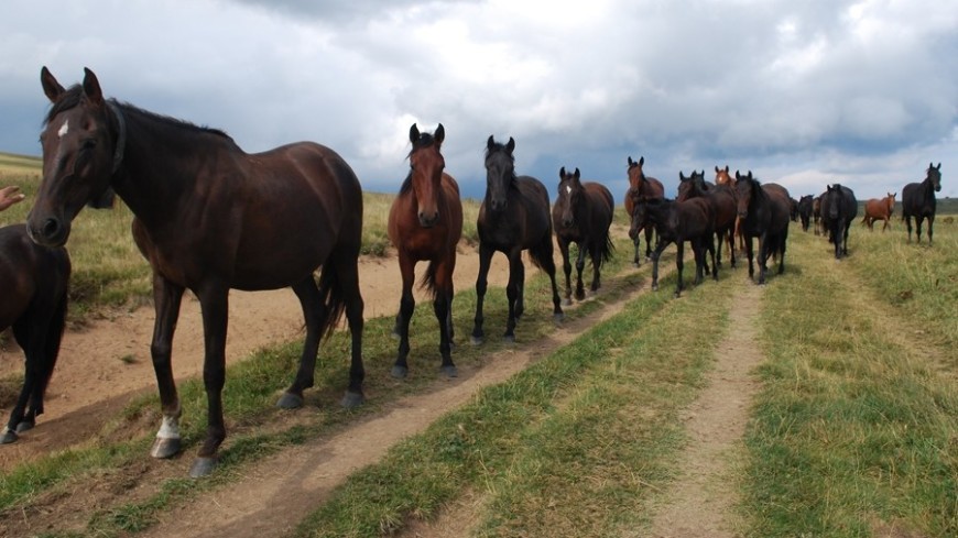Фото: Елизавета Шагалова, "«МИР 24»":http://mir24.tv/, стадо, лошадь, лошади, кони, конь, поле с лошадьми, стадо лошадей