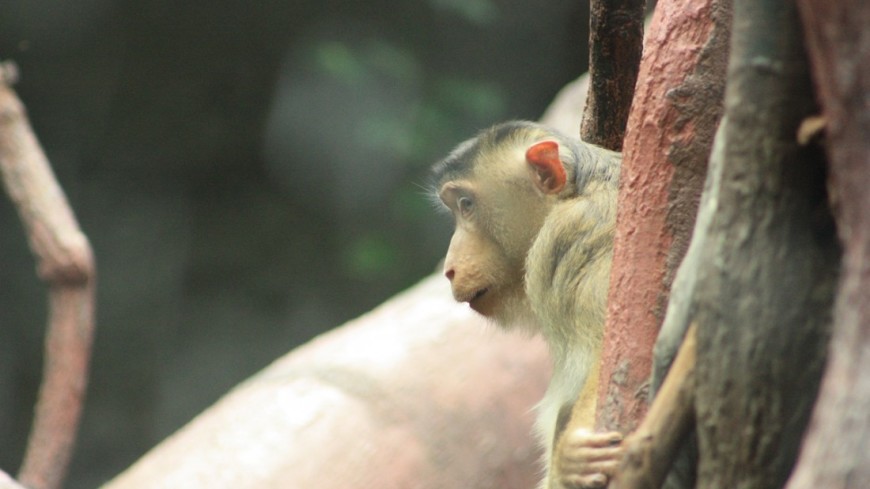 Фото: Мария Чегляева, "«МИР 24»":http://mir24.tv/, зоопарк, обезьяна, макака, животные