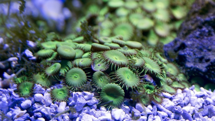 Ученые обнаружили кораллы, способные выжить в «губительных» условиях
