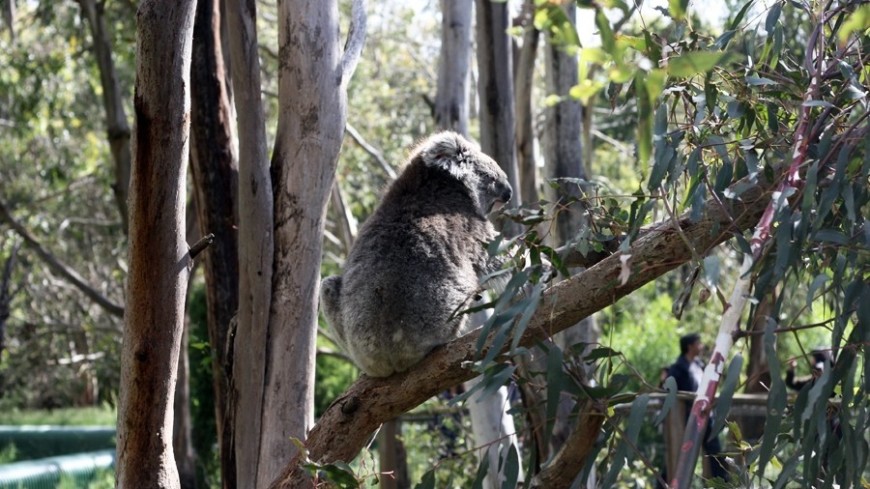 Фото: Елена Карташова, "«МИР 24»":http://mir24.tv/, коала, австралия