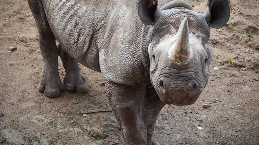 Фото: Елизавета Шагалова, "«МИР 24»":http://mir24.tv/, зоопарк, носорог