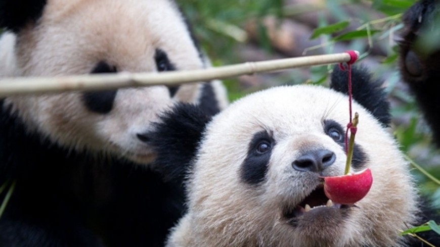 Открыт ранее неизвестный вид древней панды
