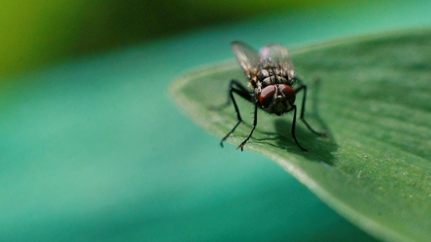 Генетически отредактированные мухи стали невосприимчивы к яду