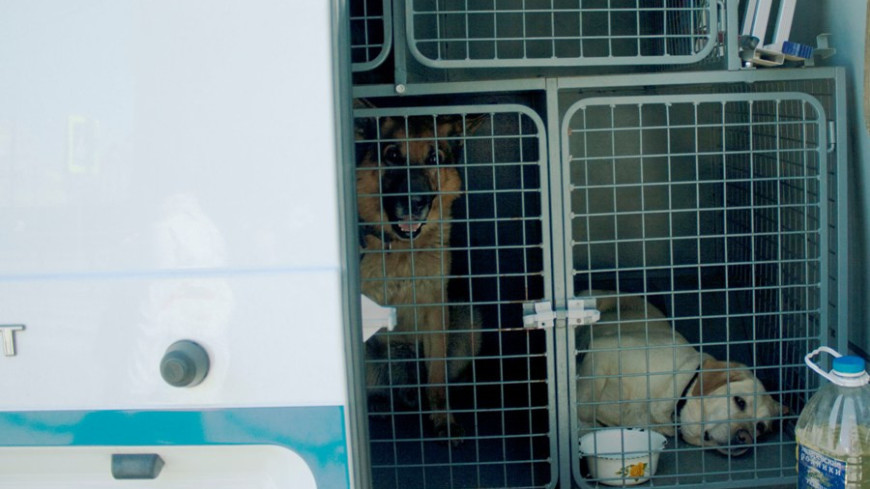 Фото: Елена Андреева, &quot;«Мир24»&quot;:http://mir24.tv/, кинология, собаки, приют для собак