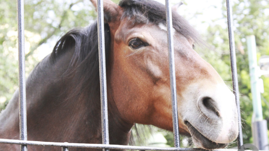 Фото: Татьяна Константинова, &quot;«Мир24»&quot;:http://mir24.tv/, лошадь, лошади