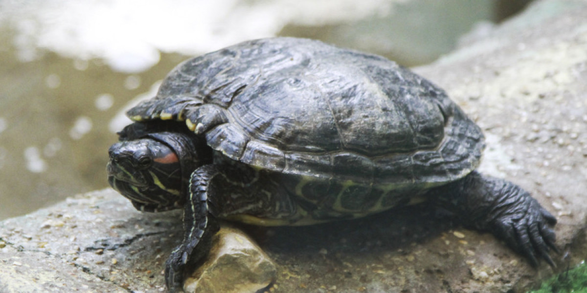 Вперед черепаха. Вымирающие черепахи в Греции. Научили черепах. Turtle WIFI.