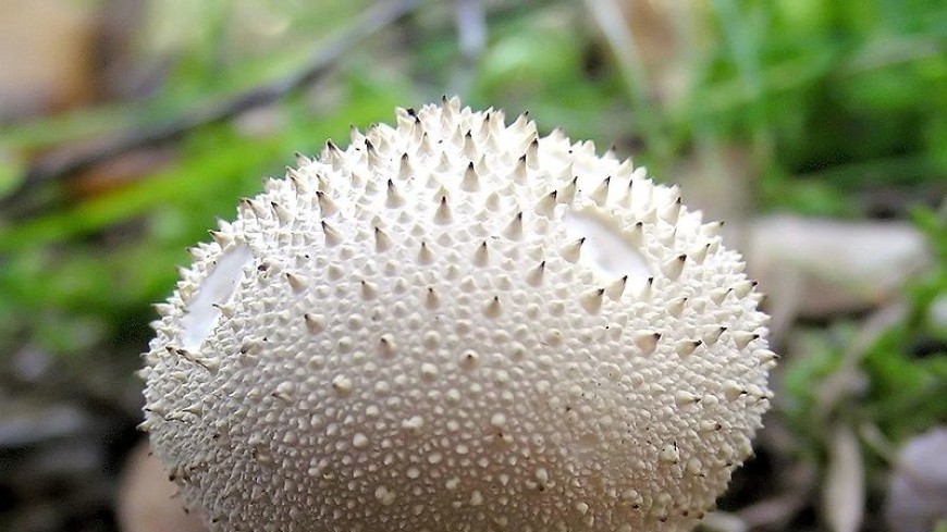 В Подмосковье нашли гигантский гриб-дождевик