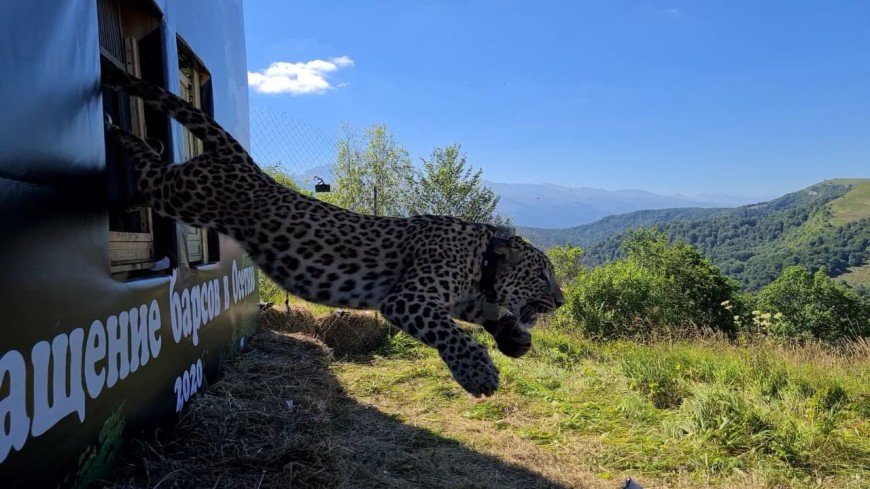 Возвращение в природу: зачем в горы Северной Осетии везут леопардов?