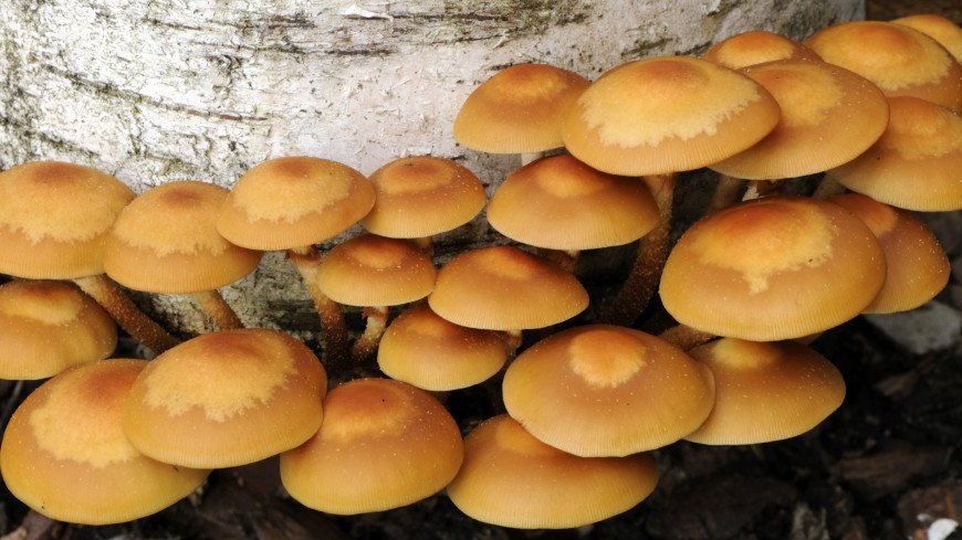 Как отличить съедобный гриб от ядовитого двойника? ИНФОГРАФИКА