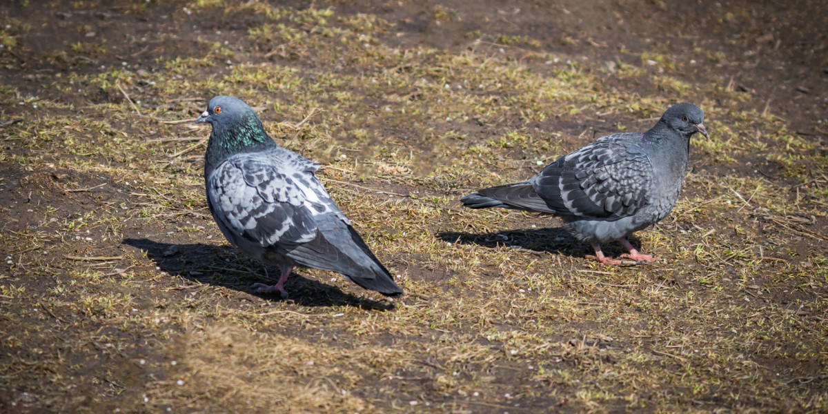 Голубь в кепке фото