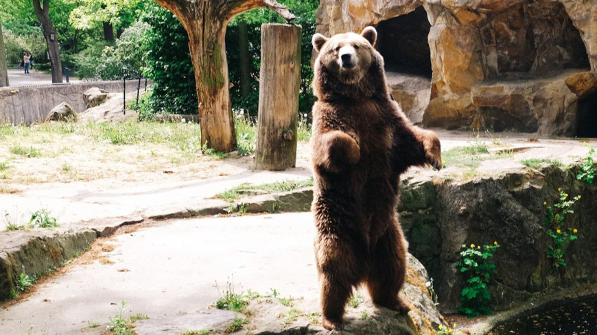 © Фото: &quot;Елизавета Шагалова, «Мир 24»&quot;:http://mir24.tv/, зоопарк, медведь