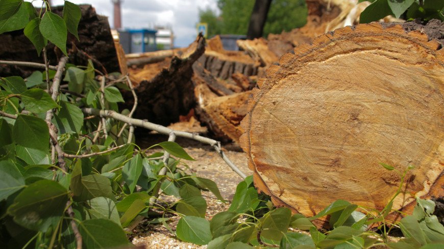 Фото: Ваграм Манукян (МТРК «Мир») &quot;«Мир 24»&quot;:http://mir24.tv/, ликвидация последствий урагана, ураган, деревья, пилить, дрова, упало дерево, дерево, ш%D