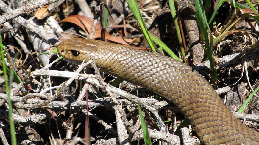 Австралийца остановили за превышение скорости из-за ядовитой змеи