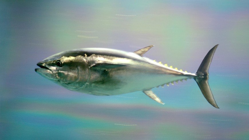 Огромного голубого тунца поймали рыбаки у берегов Южных Курил