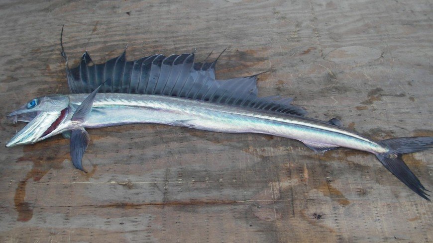 Редкую морскую рыбу обнаружили на берегу острова Беринга