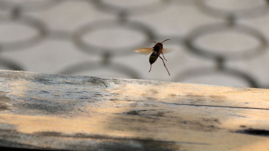 Массовая гибель пчел в Новосибирской области привлекла внимание следователей