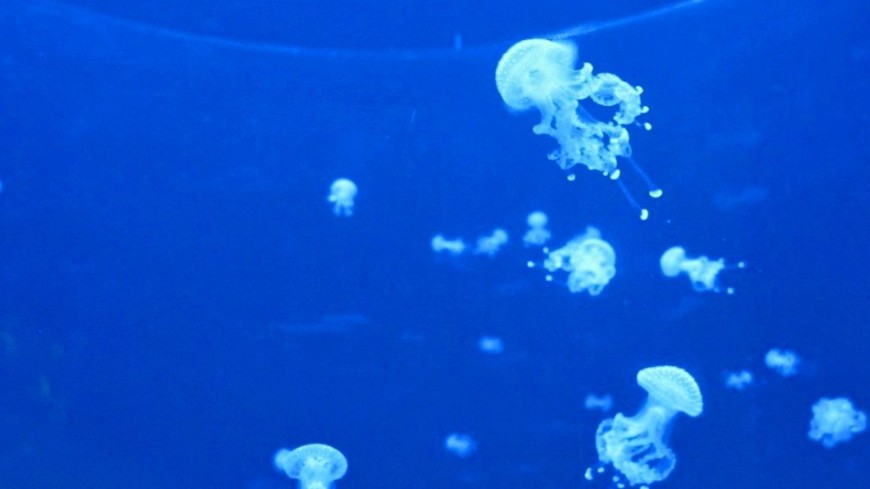 Фото: Екатерина Дегтерева (МТРК «Мир») &quot;«Мир 24»&quot;:http://mir24.tv/, медузы, зоопарк, животные