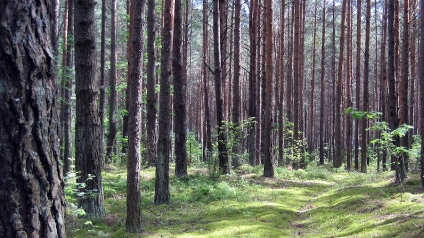 Аудиторы Счетной палаты проверили состояние лесного фонда страны