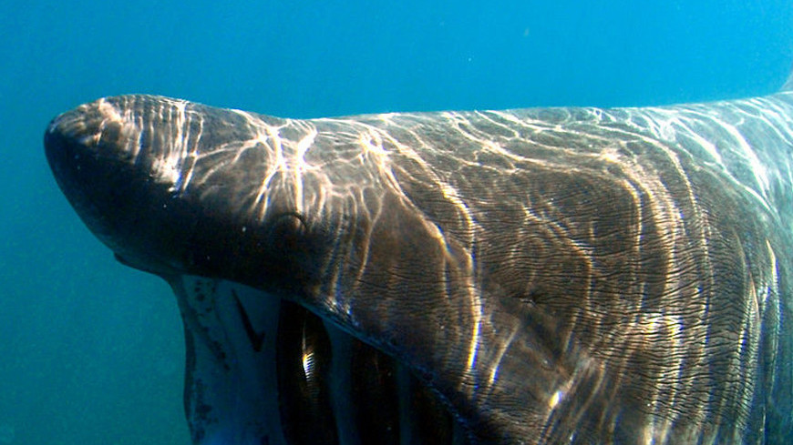 Фото: &quot;Greg Skomal / NOAA Fisheries Service&quot;:http://www.nmfs.noaa.gov/gallery/images/search/noaa_fisheries_service.html, акула