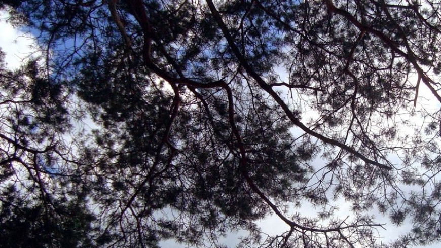 Фото: Мария Попова, &quot;«Мир 24»&quot;:http://mir24.tv/, небо, лес, облака