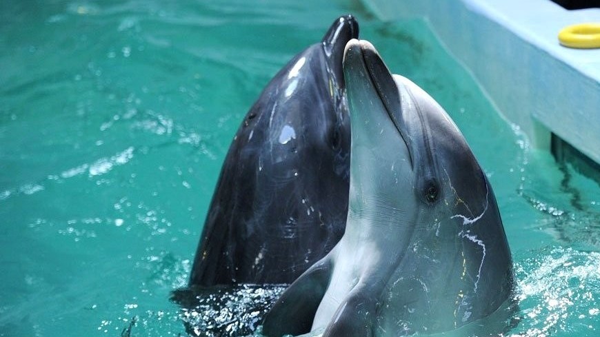 Почему киты и дельфины выбрасываются на берег?