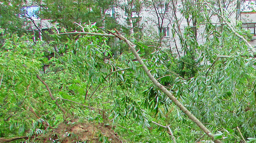 Фото: Марина Дыкун (МТРК «Мир») &quot;«Мир 24»&quot;:http://mir24.tv/, гроза, упало дерево, дерево, ураган, шторм, ветер, машина, ливень, дождь
