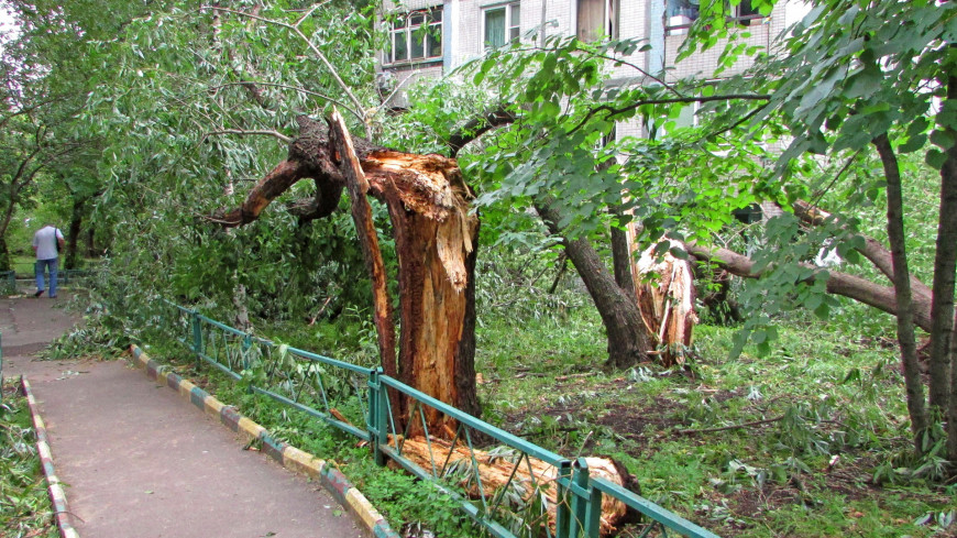 Сломанное дерево. Ветер ломает деревья. Сильный ветер в Краснодаре. Ураган в Сарманове.