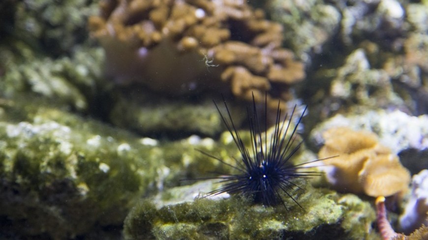 Морской еж под водой в Крокус Сити Океанариум