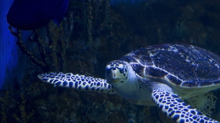 Черепаха в Крокус Сити Океанариум