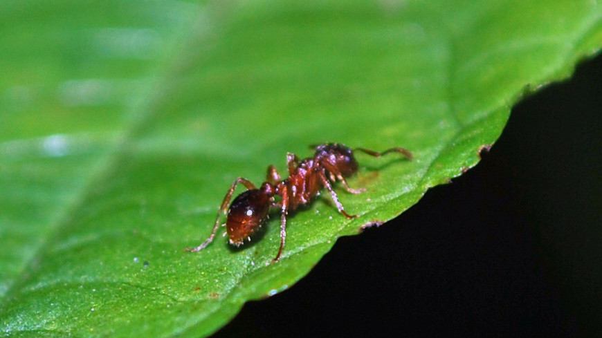 Фото: Сергей Минеев (МТРК «Мир») &quot;«Мир 24»&quot;:http://mir24.tv/, муравей, животные, насекомые