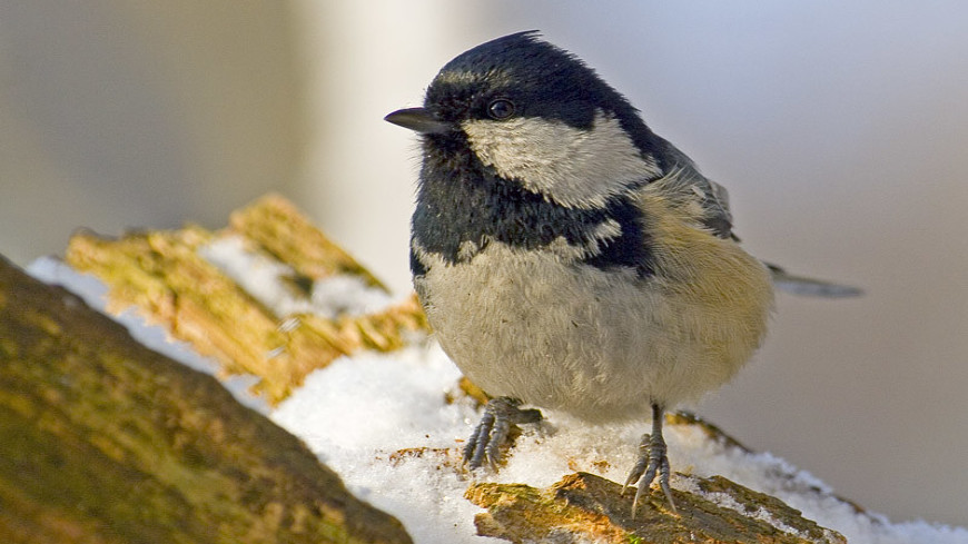 Птицы разных видов способны понимать «речь» друг друга