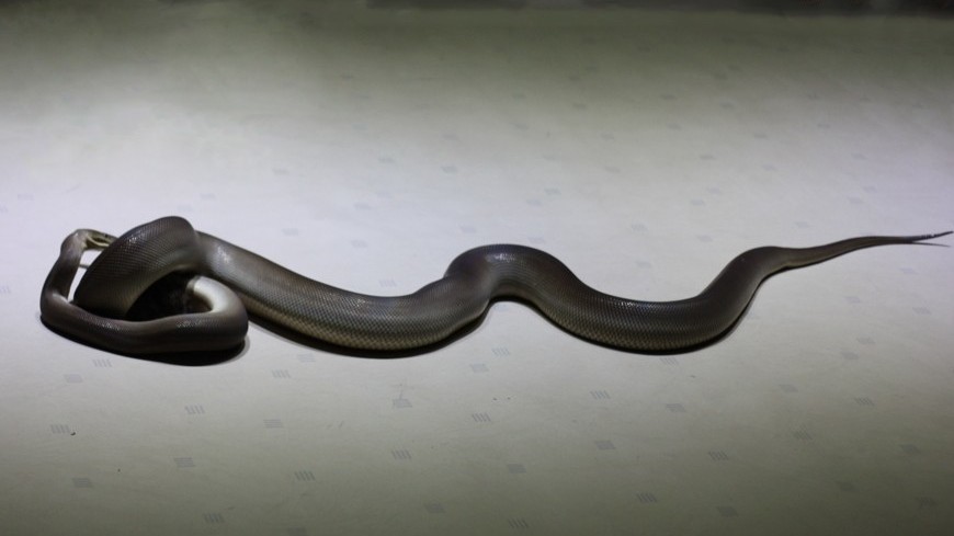 Фото: Елена Карташова, &quot;«МИР 24»&quot;:http://mir24.tv/, змеи, рептилии, змея