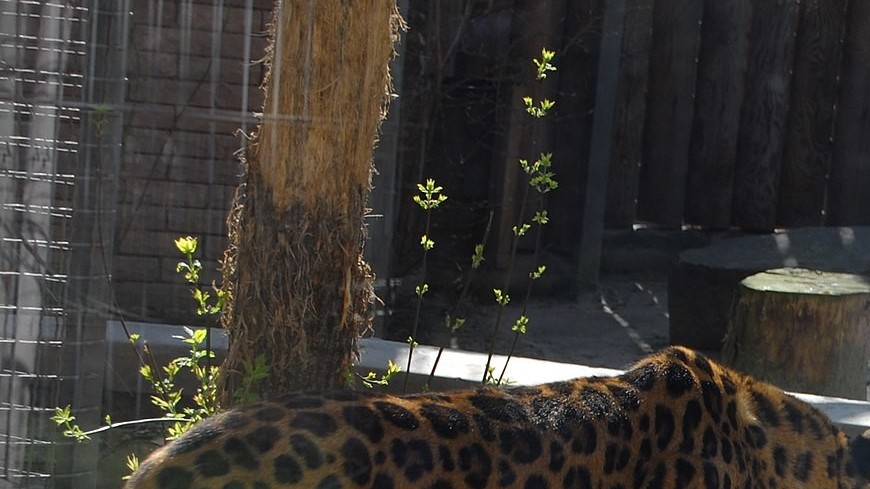 В гости к дальневосточному леопарду наведался редкий лесной кот: помогла хитрость