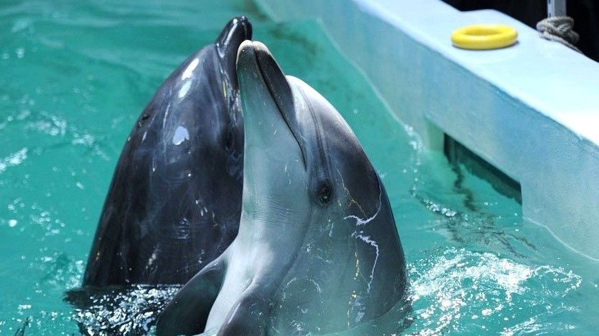 Фото: &quot;Сайт президента РФ&quot;:http://kremlin.ru/, дельфинарий, дельфин, дельфины