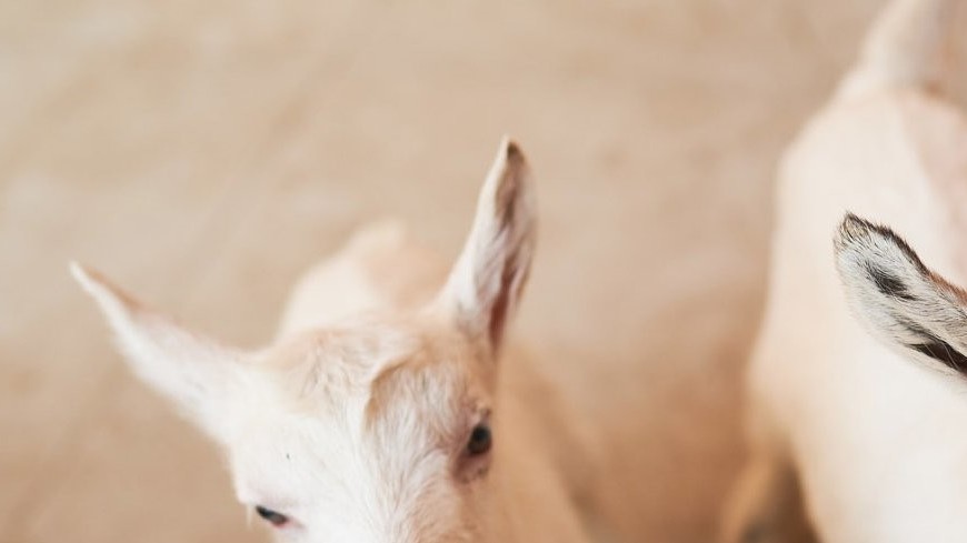 Новорожденным козлятам на ферме ВДНХ дали космические имена