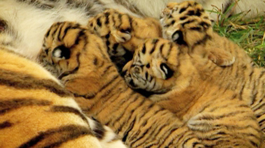 Скриншот: &quot;«МИР 24»&quot;:http://mir24.tv/, тигренок, тигр, тигрята, тигры