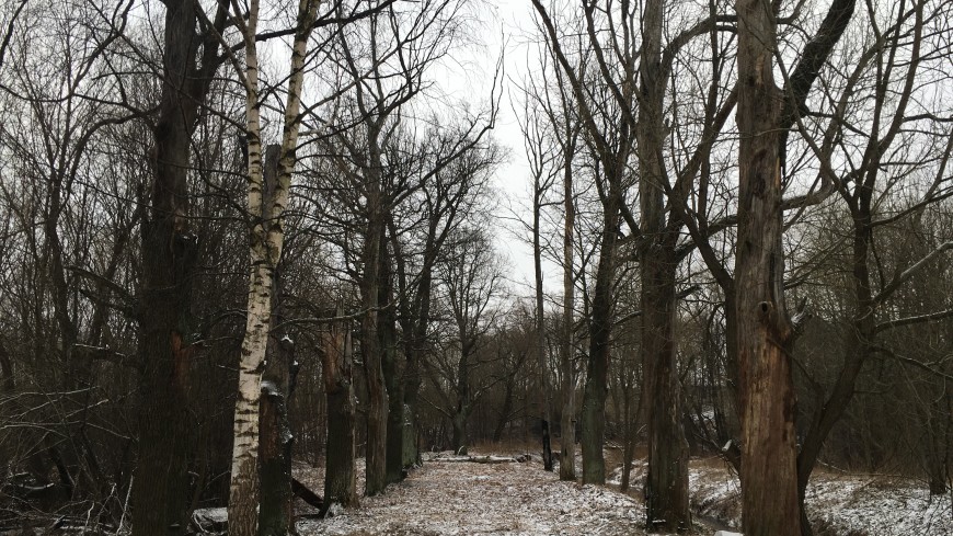 Подъездная аллея к одному из кладбищ в Петергофе станет объектом культурного наследия