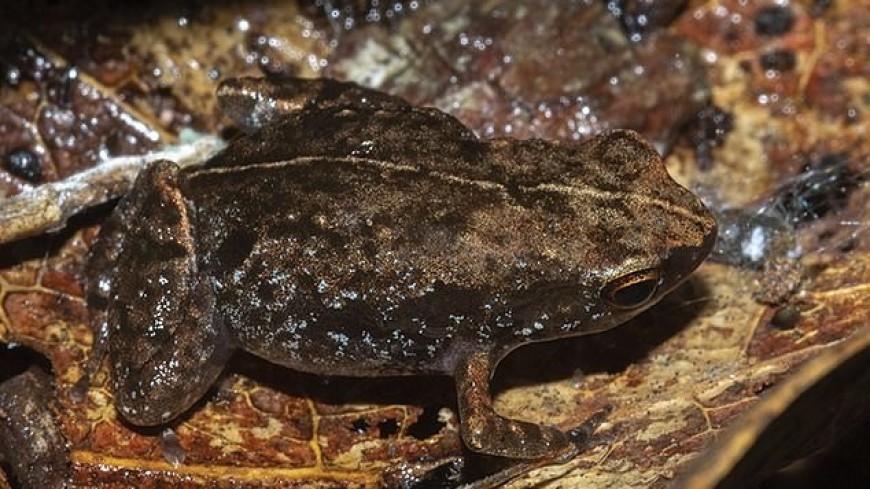 Новый вид крошечных лягушек обнаружили в мадагаскарском лесу