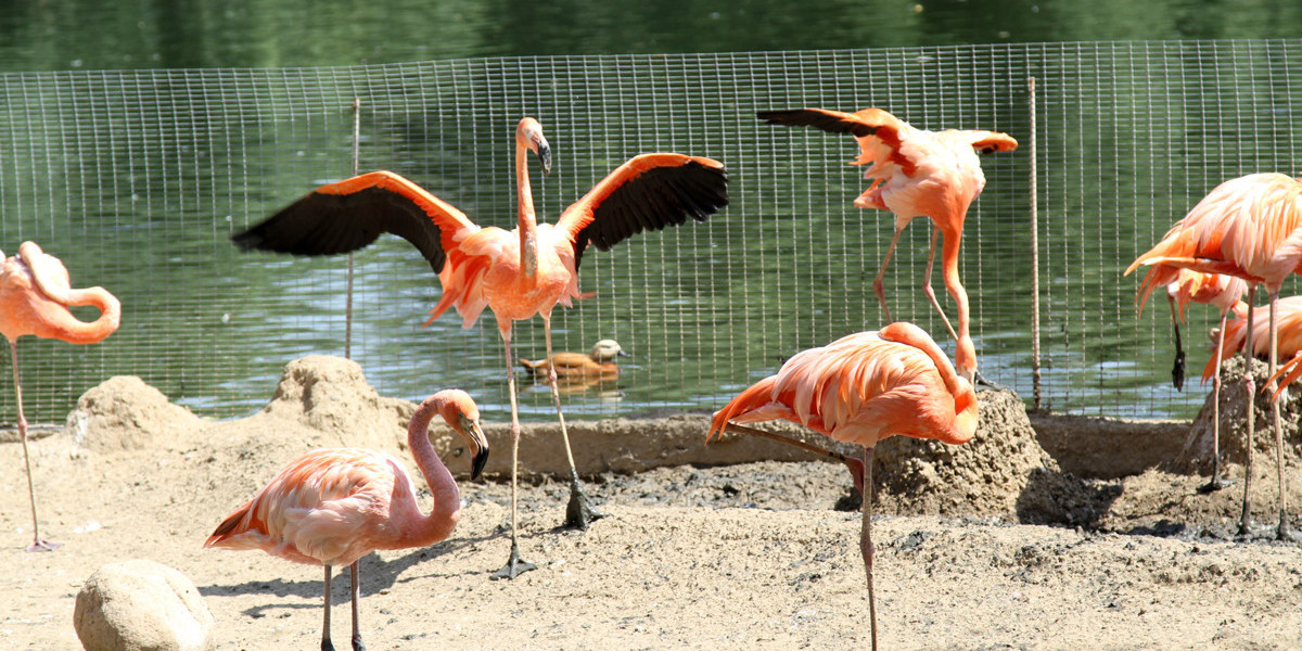 Фламинго в казахстане фото