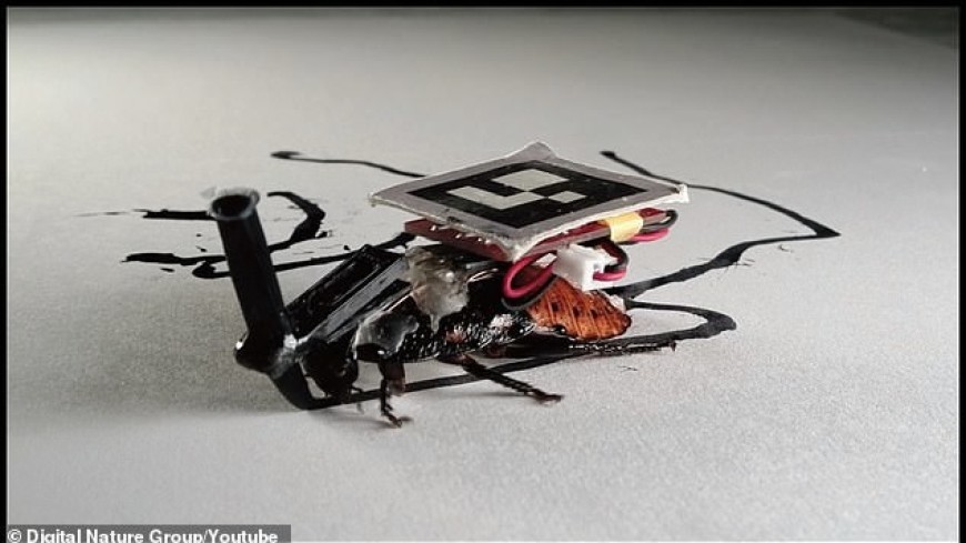 В Японии создали «армию» тараканов-киборгов