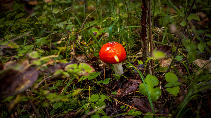Фото: Марина Дыкун (МТРК «Мир») &quot;«Мир 24»&quot;:http://mir24.tv/, гриб, грибы, лес